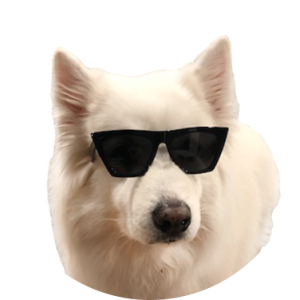 image of Achilles Kalms, white dog with sunglasses, Chief Handsome Officer